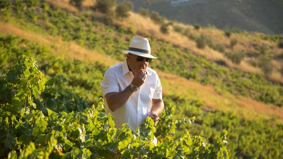 La sequía y el calor adelantan la vendimia en la Axarquía