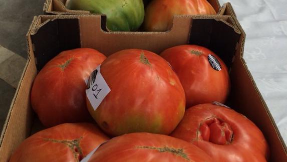 Pagan 1.200 euros por un lote de tomates en una subasta en Coín