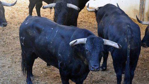 Dos de Garcigrande y cuatro de Domingo Hernández para la quinta corrida de abono en Málaga