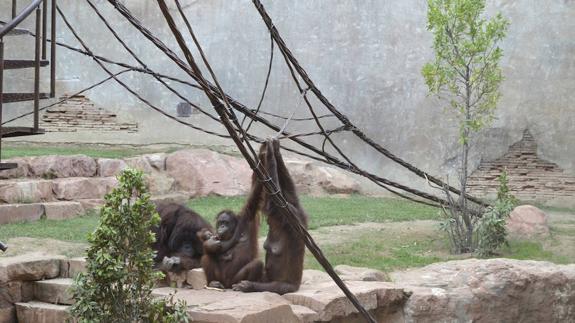 Nace una cría de orangután de Borneo por segunda vez en 15 años en Bioparc Fuengirola