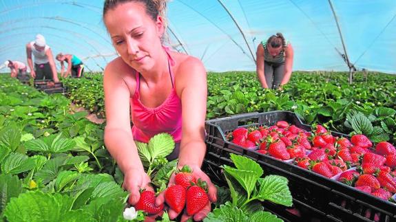 Grufesa cultiva fresas sostenibles que exporta a 20 países