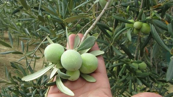 Las altas temperaturas y la falta de lluvia lastran parte de la campaña de la aceituna aloreña