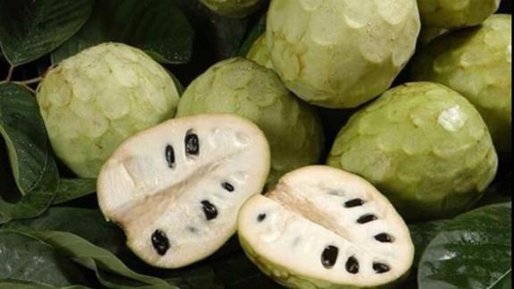 El cultivo del chirimoyo en Málaga pierde fuerza en favor del mango y el aguacate