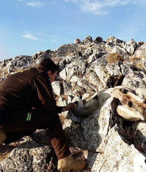 Una manada de perros asilvestrados mata a treinta ovejas en la Sierra de las Nieves