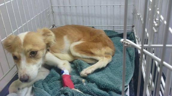 Localizan una finca de Estepona con más de una veintena de perros desnutridos