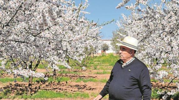 Francisco Morales, tradición enel boom de la almendra