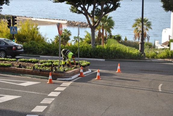 Estepona superará en Navidad el medio millón de flores plantadas en 2016