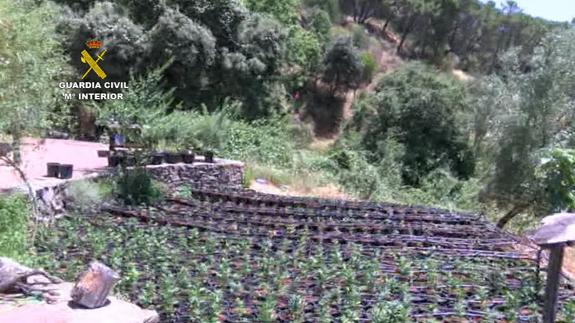 Desarticulan una organización dedicada al cultivo de marihuana en la Serranía de Ronda