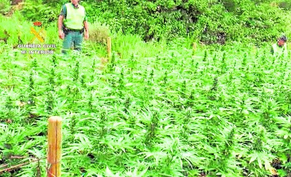 Detienen a siete personas e intervienen más de 9.300 plantas de marihuana