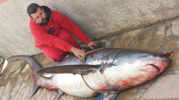 Capturan un tiburón en extinción en Nerja, lo despiezan y lo venden entre los vecinos