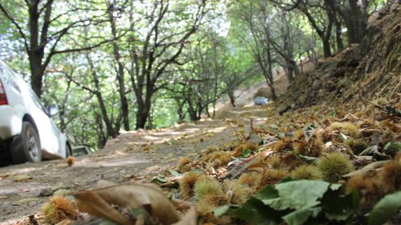 Detenidas cinco personas por robar castañas en la Serranía de Ronda