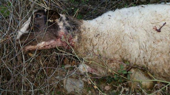 Perros asilvestrados matan a medio centenar de cabezas de ganado y desatan la alerta entre los ganaderos