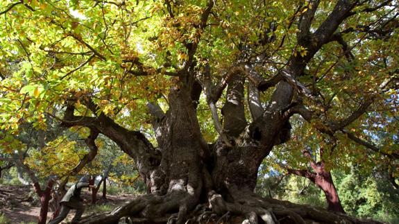 Cinco árboles centenarios de Málaga que no deberías perderte