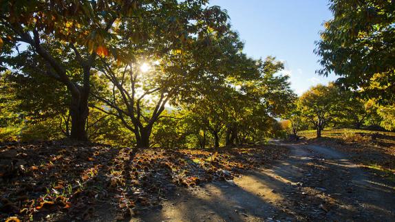 Un paseo por el Bosque de Cobre de Málaga