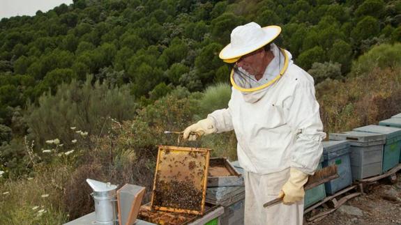 La apicultura malagueña cierra el año con una producción de 1.600 toneladas de miel