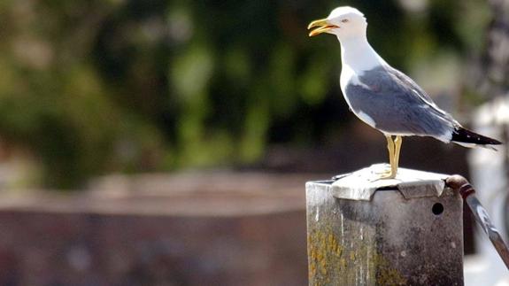 Las aves del Mar de Alborán, a estudio en un curso de la UNED en Málaga