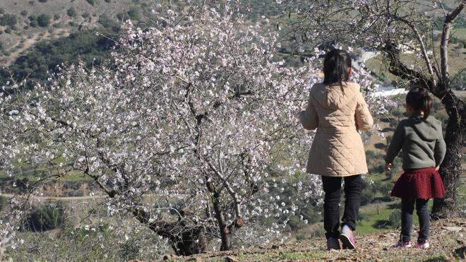 Diez enclaves espectaculares para disfrutar de los almendros en flor en  Málaga | Diario Sur