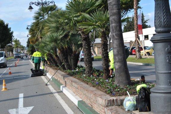Estepona renovará 8.000 macetas en su casco histórico durante el invierno