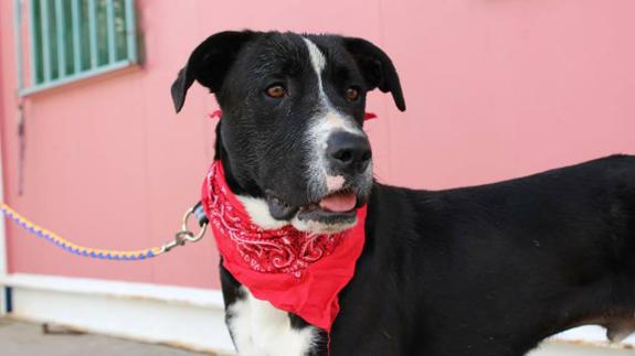 Mandy, el perro que acogieron con la mandíbula partida que sigue esperando un hogar