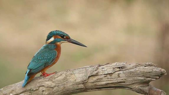 Cinco lugares para avistar aves en Málaga