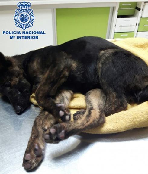 traducir Especialidad análisis Detenido en Vélez-Málaga por maltrato animal el dueño de dos perros en  situación de abandono | Diario Sur