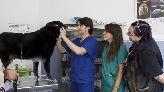 hospital para perros 24 horas near me