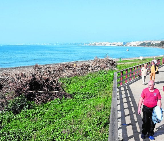 La falta de acuerdo entre el Ayuntamiento y Costas mantiene acopiadas toneladas de cañas en las playas