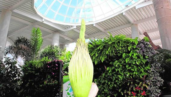 El orquidario de Estepona espera la apertura de la primera ‘flor cadáver’ de España