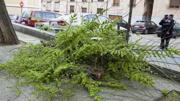 Muere una niña de 12 años en Toledo al caerle encima una rama de un árbol por el viento