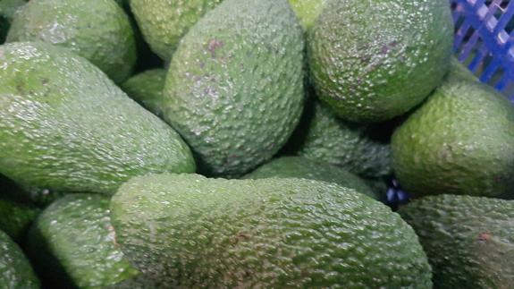 El aguacate más cultivado en Málaga alcanza un precio récord a un mes del final de la campaña