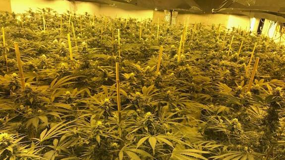 Desmantelan 6 plantaciones de marihuana e intervienen 700 plantas de cannabis en Vélez
