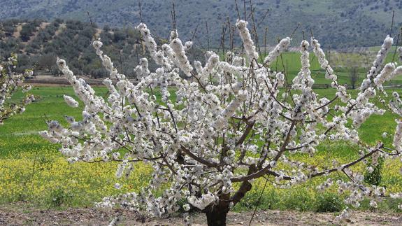 13 escapadas para hacer en primavera en Málaga