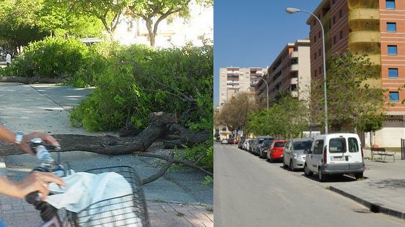 El Ayuntamiento de Málaga elimina 730 árboles en dos años por diversas molestias