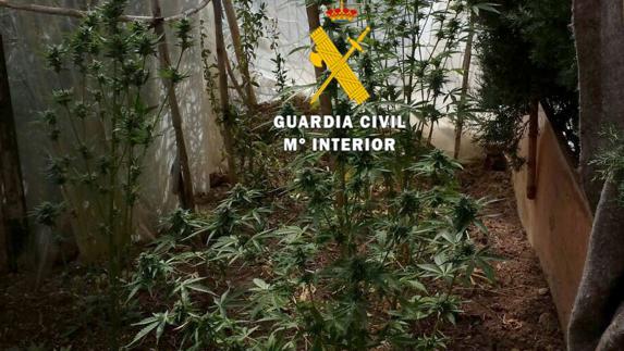El aviso de los padres a la Guardia Civil lleva a la detención de un joven por cultivar marihuana en Arriate