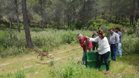 El corzo vuelve a Sierra Tejeda