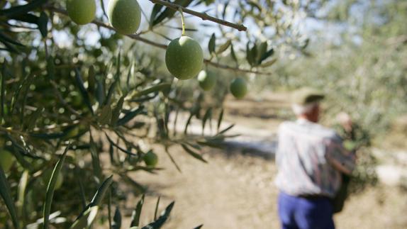 Agricultores piden ayudas ante los efectos de la sequía en sus producciones