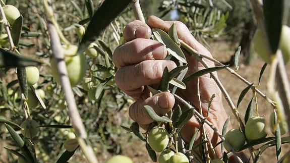 Los agricultores andaluces podrán gestionar nuevas cesiones derechos PAC hasta el 31 mayo