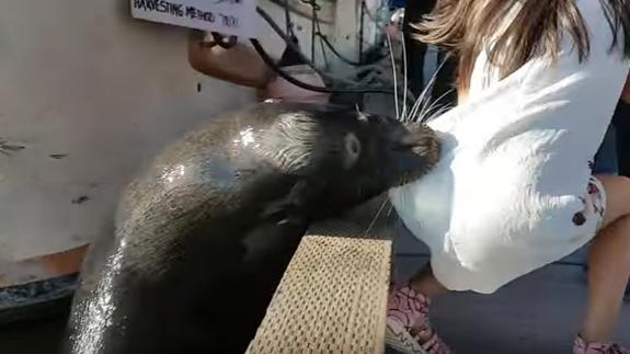 Un león marino agarra del vestido a una niña y la tira al agua en el muelle de Vancouver