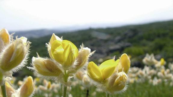 Las siete plantas más raras de la provincia de Málaga