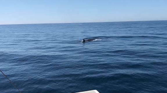Ballenas frente a la costa de Fuengirola
