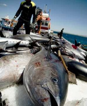 IU reclama a la Junta acciones para lograr las cuotas de atún de 2010