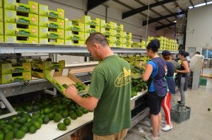 Apuestan por diversificar los cultivos subtropicales