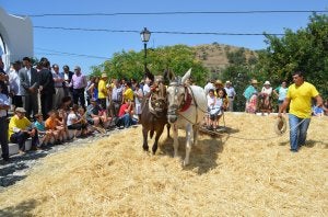 Sedella rescata del olvido la tradición de la trilla