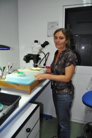 La Mayora estudia los efectos del cambio climático sobre los ácaros del aguacate