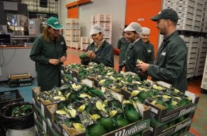 FRUTAS MONTOSA, LÍDER DEL AGUACATE